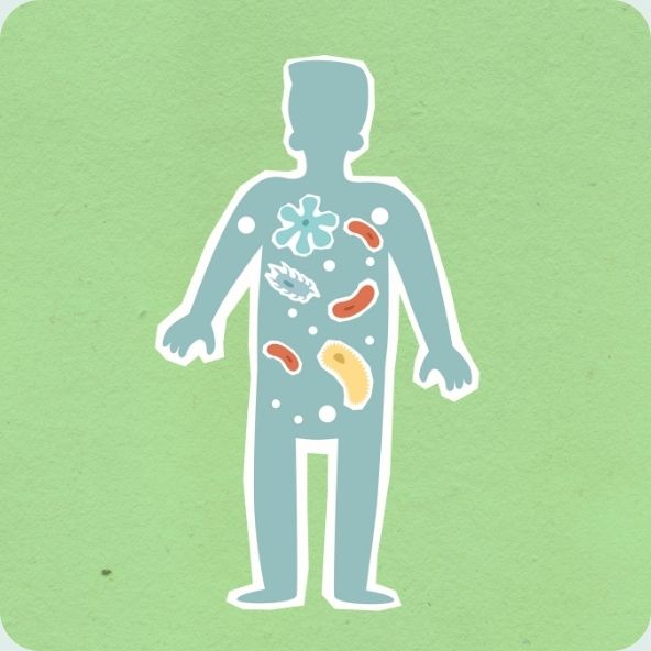Bacteria