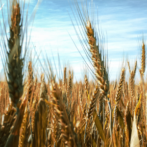 Coeliac Disease on the rise